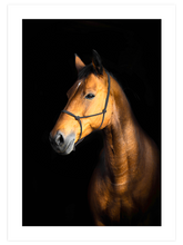 The Horse - Art Print